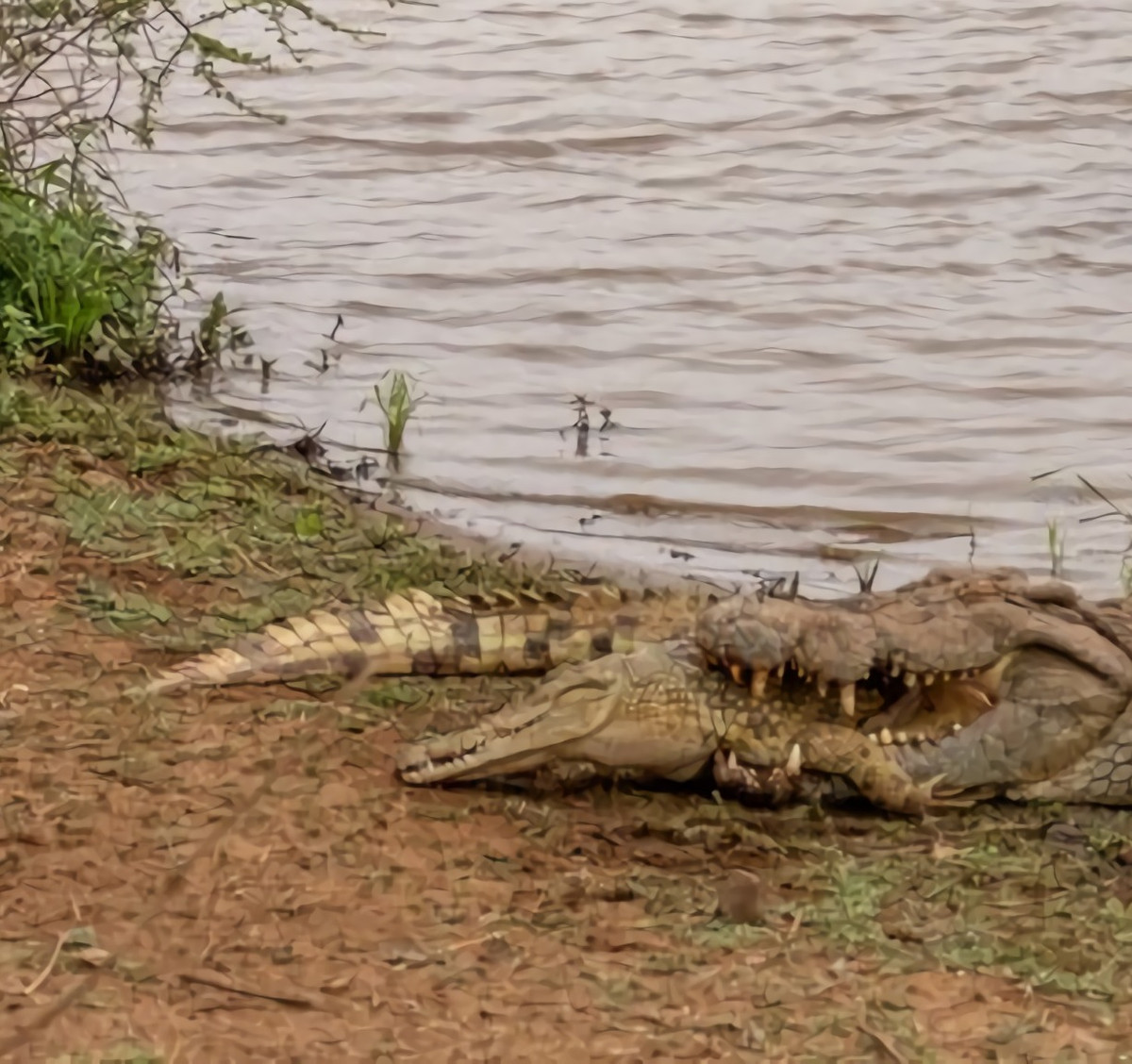 Sự việc kinh hoàng được ghi lại tại đập Sunset ở Vườn quốc gia Kruger, Nam Phi. Dĩ nhiên, sau sự việc này chắc khu bảo tồn Vườn quốc gia Kruger của Nam Phi đã mất đi một con cá sấu.