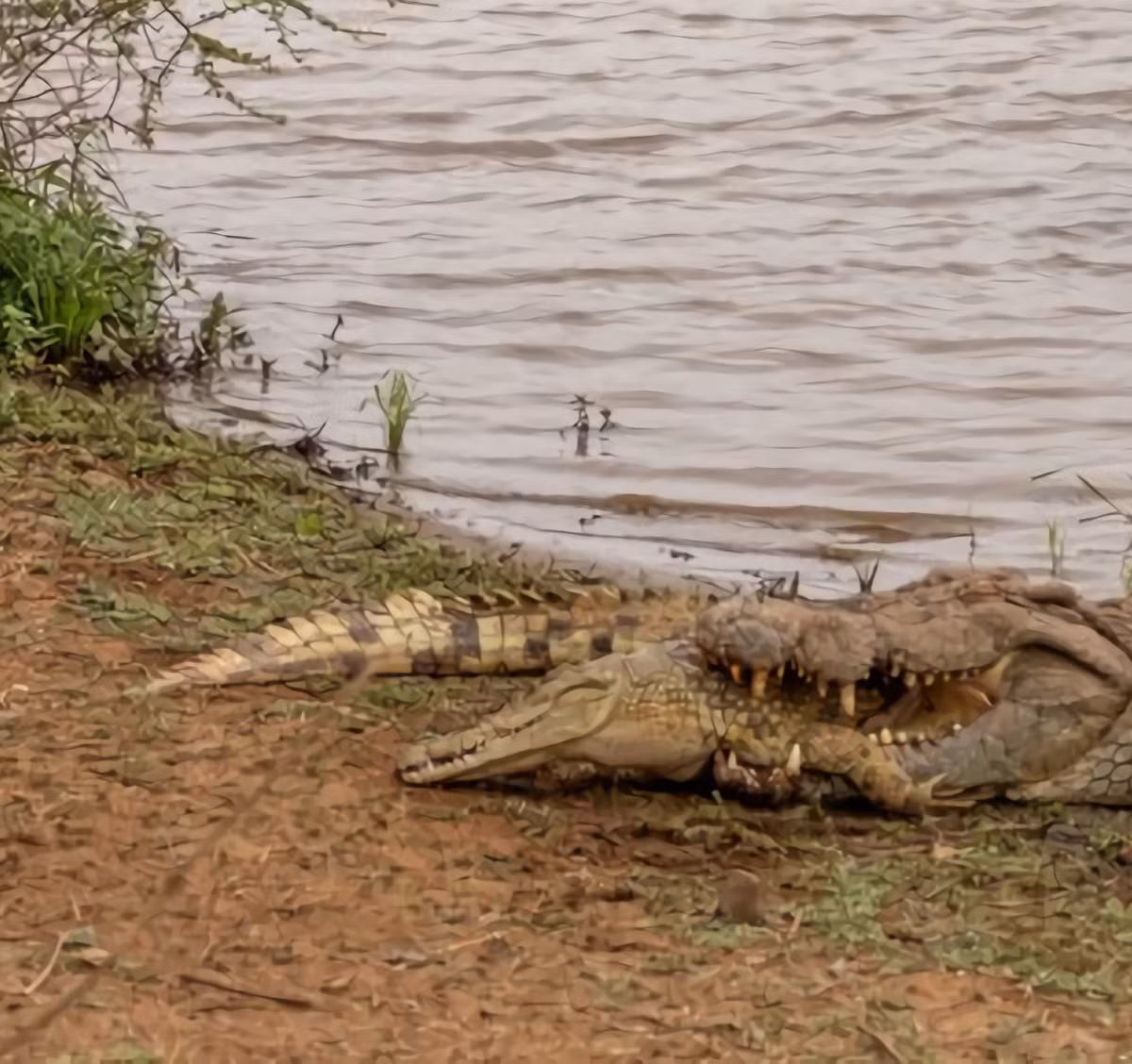 Sự việc kinh hoàng được ghi lại tại đập Sunset ở Vườn quốc gia Kruger, Nam Phi. Dĩ nhiên, sau sự việc này chắc khu bảo tồn Vườn quốc gia Kruger của Nam Phi đã mất đi một con cá sấu.