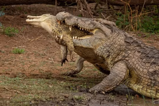 Thật ra, việc ăn thịt đồng loại này không phải là một hành động quá đỗi xa lạ đối với các loài bò sát. Bởi cá sấu được biết đến với việc hay triệt tiêu lẫn nhau để kiểm soát dân số của chúng.