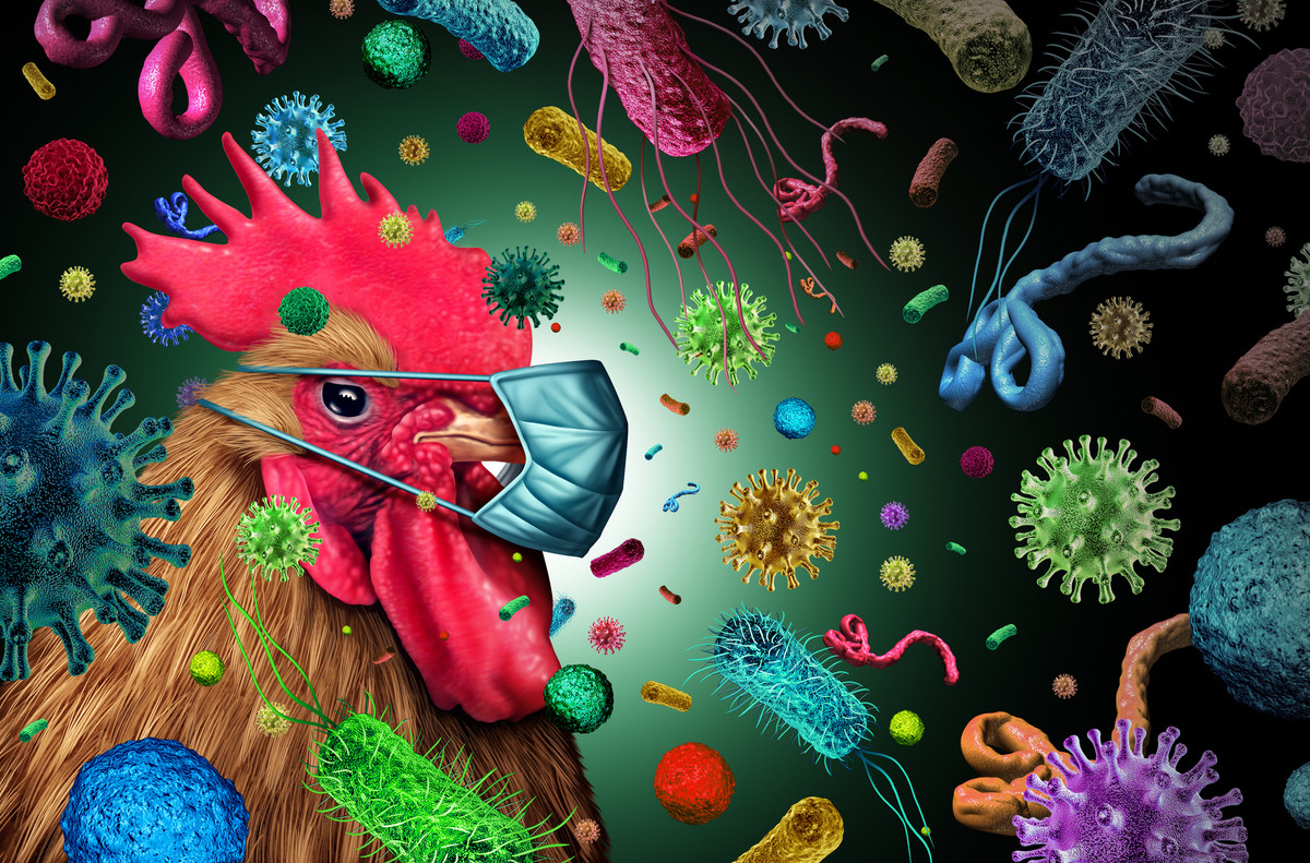 Ga chinh sua gen giup ngan chan dai dich trong tuong lai?