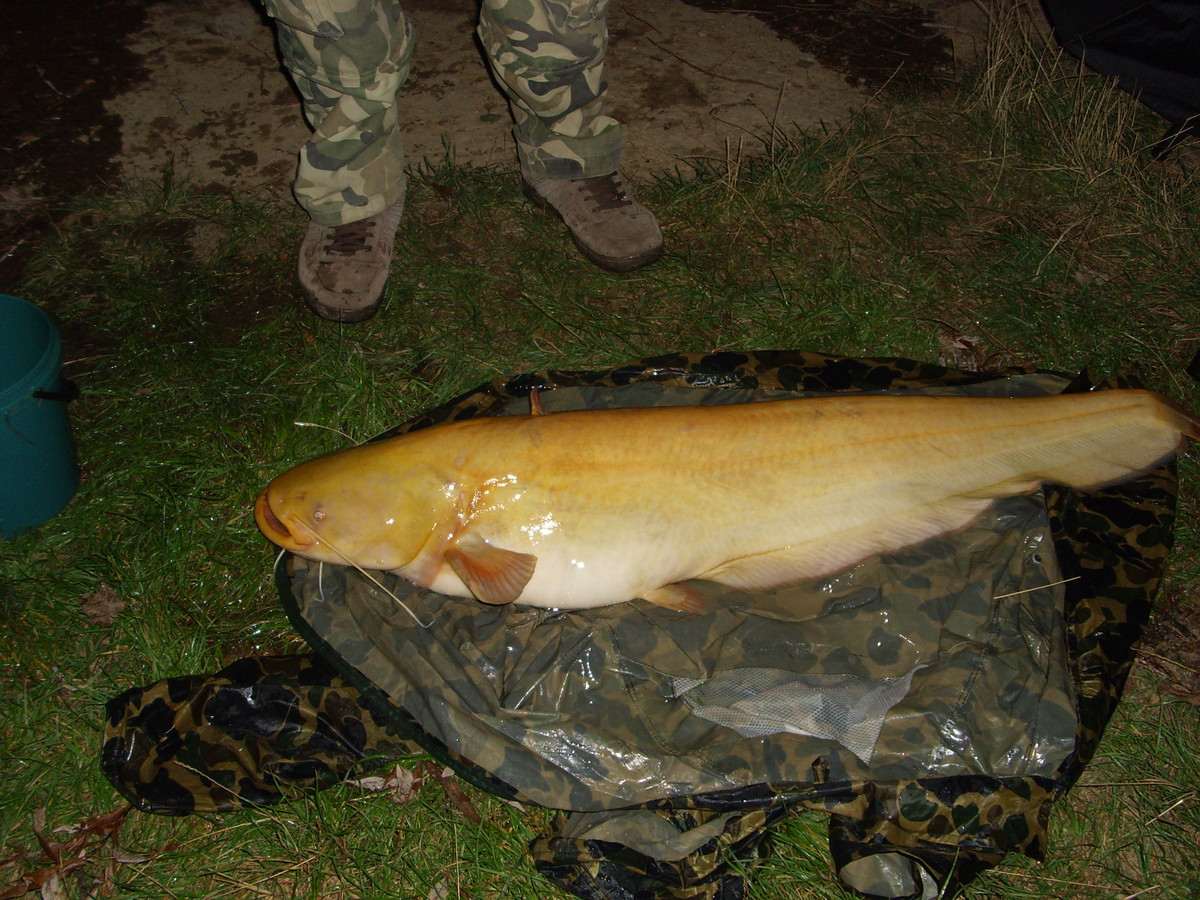 Những con cá này được biết đến với kích thước khổng lồ của chúng; Chúng có thể dài ít nhất 9 feet (2,7 mét) và nặng gần 300 pound (130 kg), theo Cơ quan Quản lý Khí quyển và Đại dương Quốc gia (NOAA), Mỹ. Nhưng hiếm khi chúng trông có vẻ đẹp như quả chuối vàng óng như con cá mà Glatz bắt được; NOAA cho biết, hầu hết các loại cá da trơn này đều có thân màu xanh đen đậm, với một số ít thì chỉ có đốm vàng lốm đốm.