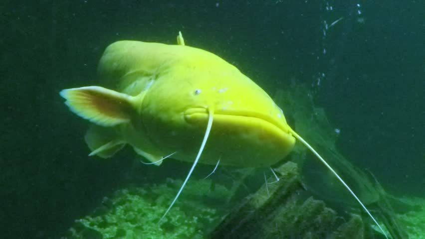 Với cơ thể quá sáng, nổi bật giữa tự nhiên kiểu thế này có thể dễ thu hút sự chú ý, bám sát của các động vật ăn thịt lớn hơn, tờ Live Science đưa tin.