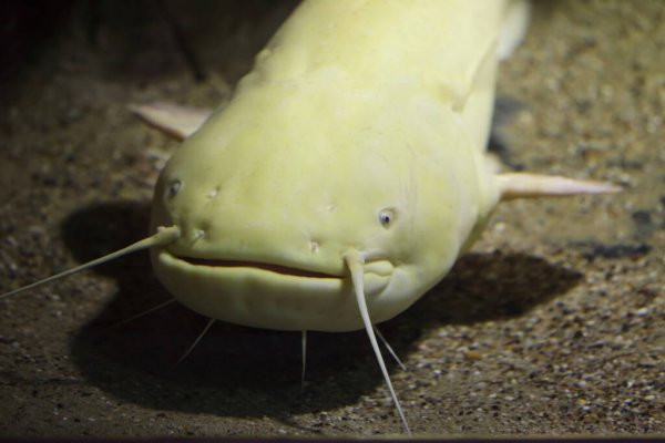 Mặc dù kỳ lạ và đẹp đối với mắt người, nhưng động vật có da đột biến màu sắc khác với đồng loại, nổi bật kiểu thế này thường gặp bất lợi trong môi trường hoang dã.