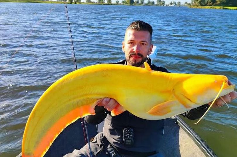 "Tôi chưa bao giờ nhìn thấy một con cá da trơn màu sắc kỳ lạ, óng ánh như vậy trước đây", Glatz nói với Tạp chí Live Science trong một email liên hệ. "Tôi vẫn còn bị choáng ngợp bởi nhan sắc của nó". Sau khi chụp một vài bức ảnh, Glatz thả con cá trở lại nước với hy vọng rằng nó sẽ phát triển lớn hơn nữa trong tương lai.