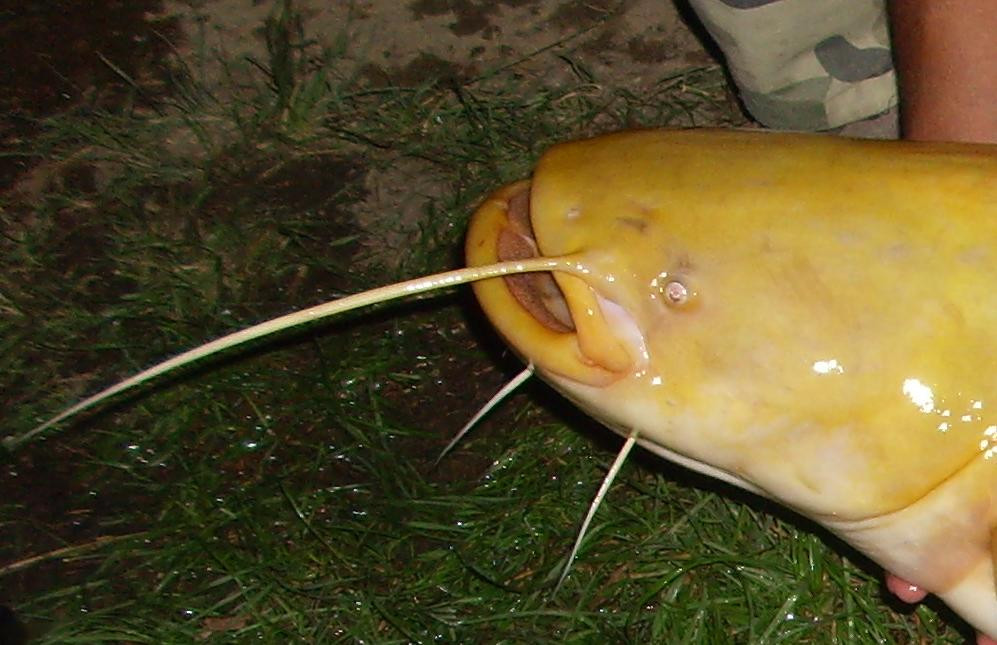 Theo NOAA, con cá da trơn màu vỏ chuối này có khả năng mắc bệnh Leucism, một chứng rối loạn di truyền hiếm gặp gây giảm sắc tố ở da. Chứng bệnh Leucism đã được quan sát thấy ở động vật có vú, bò sát, chim và cá, dẫn đến những cảnh tượng nổi bật như chim cánh cụt vàng và cá voi sát thủ vàng. Vào năm 2017, một con cá trê vàng đã được phát hiện ở sông Mississippi ở Iowa gây chú ý trên tờ báo địa phương Herald &amp; Review.