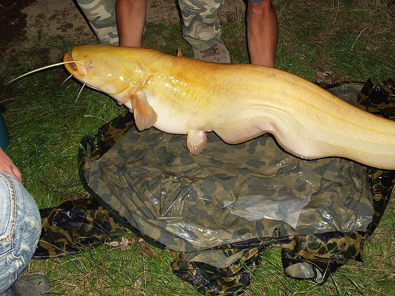 Thực tế, đây là loài cá da trơn có tên là Silurus glanis, còn gọi là cá nheo châu Âu, là một loài cá da trơn bản địa có ở những vùng trung, nam, và đông châu Âu, cũng như trong lưu vực của các biển Baltic, biển Đen, và biển Caspi, theo trang Field &amp; Stream đưa tin.