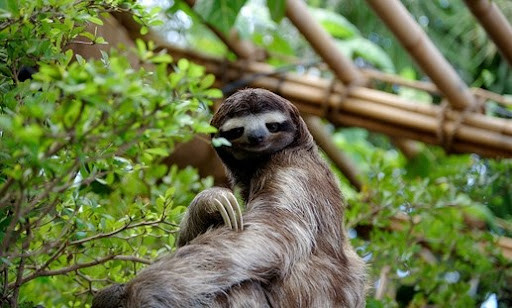 Chúng chỉ xuống đất khi cần "giải quyết nỗi buồn" và thực sự di chuyển rất chậm với tốc độ 0,001 km/h. Mỗi lần giải phóng chất thải, trọng lượng cơ thể lười sẽ giảm khoảng 30%.