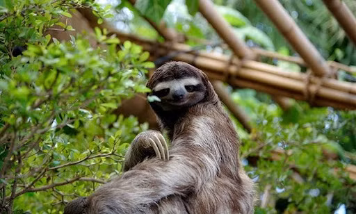 Chúng chỉ xuống đất khi cần "giải quyết nỗi buồn" và thực sự di chuyển rất chậm với tốc độ 0,001 km/h. Mỗi lần giải phóng chất thải, trọng lượng cơ thể lười sẽ giảm khoảng 30%.