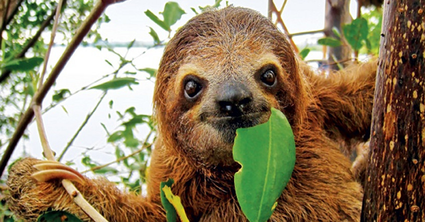 Ngoài ra, nguyên nhân của sự chậm chạp ở lười một phần do thị lực kém của chúng. Các nghiên cứu khoa học cho thấy loài lười đã mất khả năng nhìn từ khoảng 60 triệu năm trước. Vì vậy vào ban ngày, một con lười thực sự không thể nhìn thấy gì vì quá sáng.