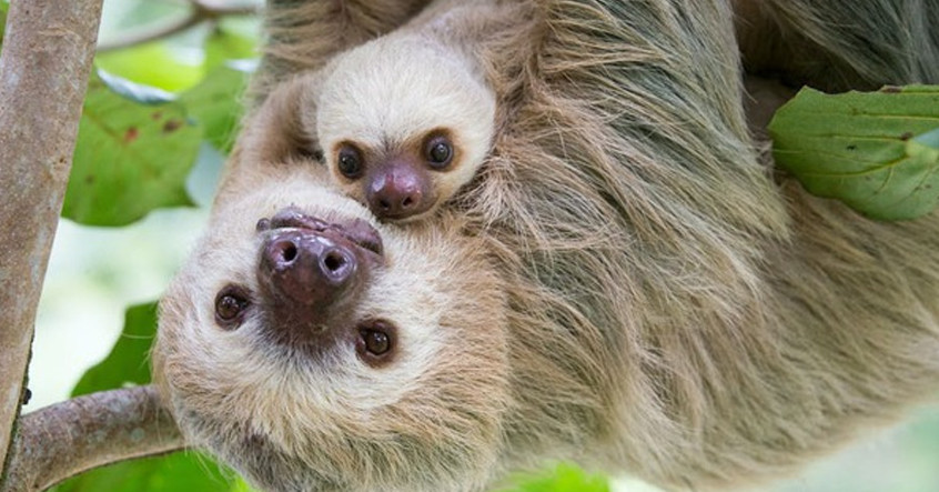 Thật không may, khi nhiều cây trong rừng bị chặt, những con lười phải đi xa hơn dọc xa theo mặt đất để tìm kiếm thức ăn cộng với tốc độ chậm.