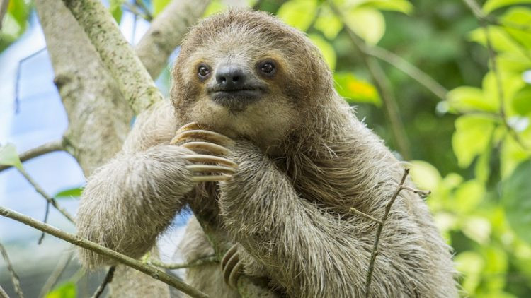 Không chỉ là do tập tính, mọi thứ trong con lười đều chậm, ví dụ tiêu biểu nhất là hệ tiêu hóa của chúng. Con người mất khoảng 1 - 2 ngày để cơ thể hấp thụ xong dưỡng chất của một bữa ăn. Còn với loài lười, muốn tiêu hóa hết vài chiếc lá, chúng cần khoảng... 30 ngày. Thế nên, để bảo toàn năng lượng, chúng phải đi chậm theo đặc tính vốn có. Trên thực tế, con lười sử dụng năng lượng ít hơn khoảng 90% so với động vật có vú trung bình.