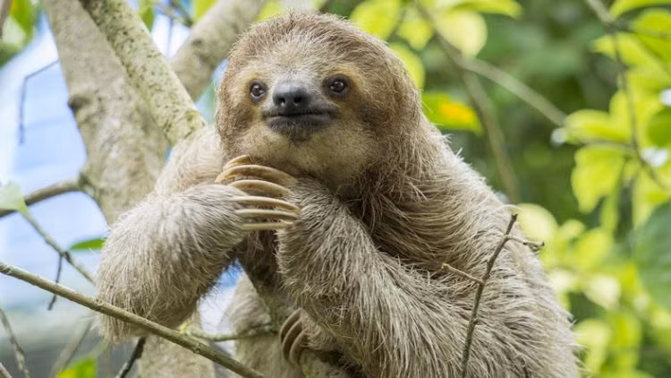 Không chỉ là do tập tính, mọi thứ trong con lười đều chậm, ví dụ tiêu biểu nhất là hệ tiêu hóa của chúng. Con người mất khoảng 1 - 2 ngày để cơ thể hấp thụ xong dưỡng chất của một bữa ăn. Còn với loài lười, muốn tiêu hóa hết vài chiếc lá, chúng cần khoảng... 30 ngày. Thế nên, để bảo toàn năng lượng, chúng phải đi chậm theo đặc tính vốn có. Trên thực tế, con lười sử dụng năng lượng ít hơn khoảng 90% so với động vật có vú trung bình.