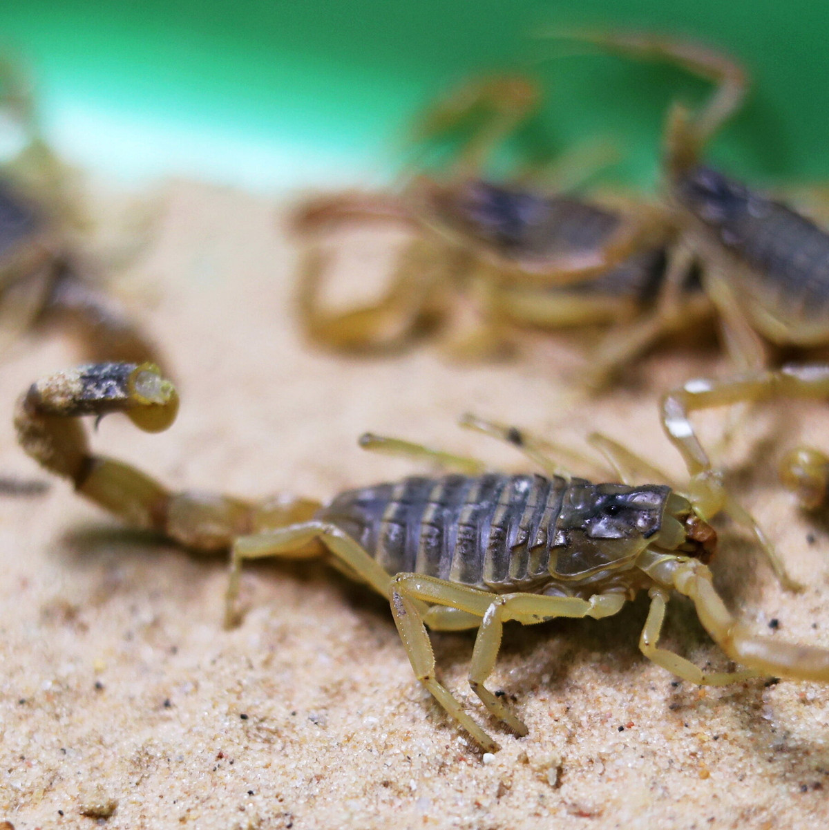 Được biết, ước tính có khoảng 31 loài bọ cạp sống ở Ai Cập, các nhà khoa học đã báo cáo thông tin này vào năm 2017 trên Tạp chí Al Azhar Bulletin of Science.