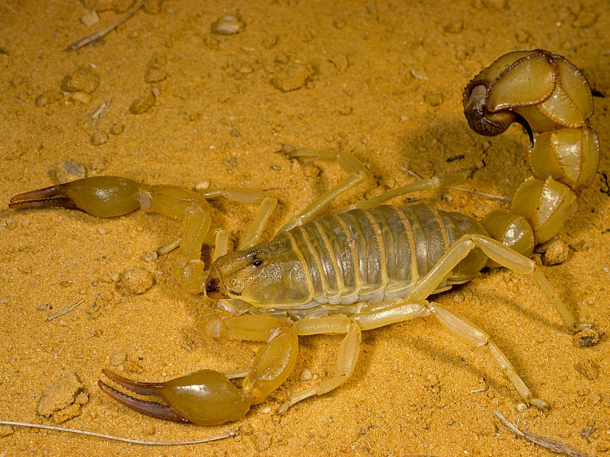 Trong đó, có hàng trăm người bị bọ cạp đột nhập và đốt khiến phải nhập viện và ba trong số đó đã chết. Tuy nhiên, Thống đốc Aswan Ashraf Attiya phủ nhận rằng, những cái chết đó là do bị bọ cạp đốt.