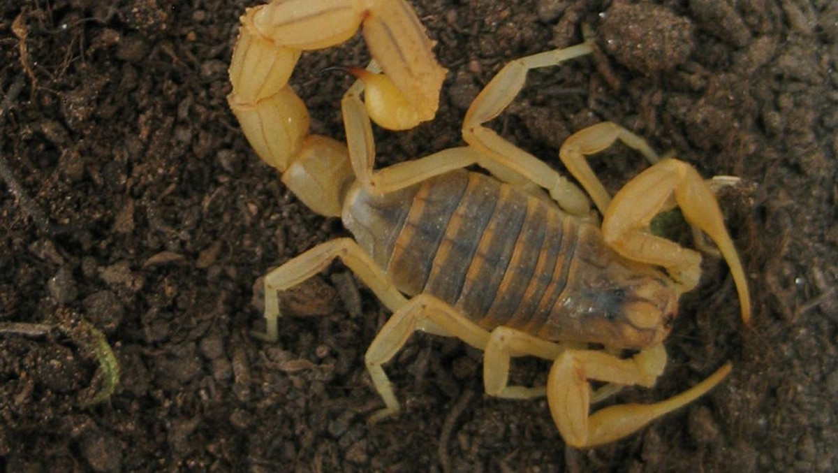 Theo tổ chức tin tức Mada có trụ sở tại Ai Cập, trong nhiều ngày qua, mưa đá, mưa và lũ lụt trong khu vực đã khiến bọ cạp bò ra khỏi hang và tấn công vào nơi ở của các khu dân cư. Cũng theo Mada, các cơn bão gần đây cũng phá hủy các tòa nhà, làm trôi đường xá, bật gốc cây cối và cắt điện ở một số khu vực của Aswan.