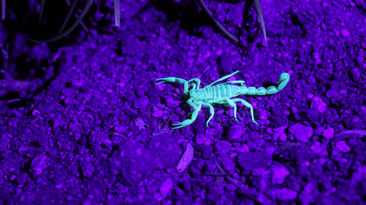 Những con bọ cạp thoát ra khỏi hang sa mạc dưới lòng đất của chúng bởi những cơn bão gần đây, điều đó còn kéo theo hơn 500 người ở vùng Aswan, miền nam Ai Cập bị thương. 