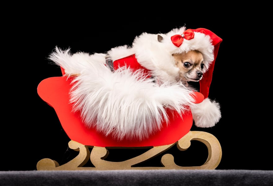 Theo trang The Guardian, cuộc thi Furbabies Dog Pageant mới đây đã diễn ra tại Nhà tưởng niệm Collingham ở Leeds, Anh.