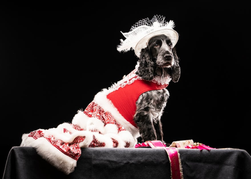 Nhờ phong thái đĩnh đạc và bộ trang phục màu đỏ và trắng tinh xảo, chú chó Mia đã giành được vị trí đầu tiên trong hạng mục Queen Bell của cuộc thi. Các lựa chọn đạt giải thưởng khác tại sự kiện cũng thuộc về một chú chó săn ăn mặc như một “nam nhi”, và Maltese trong một chiếc áo choàng bóng màu xanh lam đặc sắc.