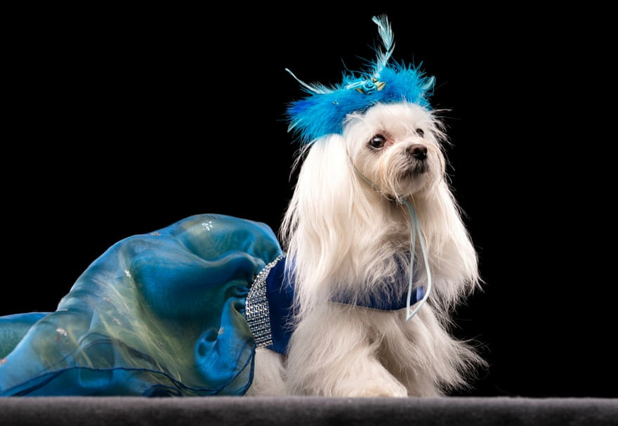 Chủ đề Giáng Sinh năm 2021 quy tụ những người nuôi chó và thú cưng của họ đến từ khắp Vương quốc Anh thể hiện qua những bộ trang phục chủ đề cực kỳ mãn nhãn.