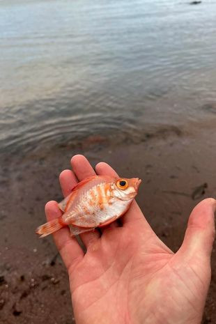 Thông thường, không quá hai trong số các loài cá Boar fish được ghi nhận dạt vào bờ biển mỗi năm, nhưng trong năm nay lại là một ngoại lệ.