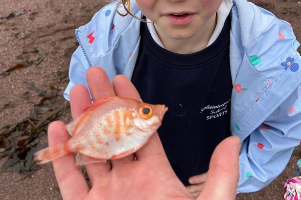 Loài Boar fish hiếm khi lên gần mặt nước từ môi trường sống đặc thù ở độ sâu 700 mét, nhưng có khả năng đã bị chết bởi vi nhựa đại dương - hậu quả của ô nhiễm nguồn nước.