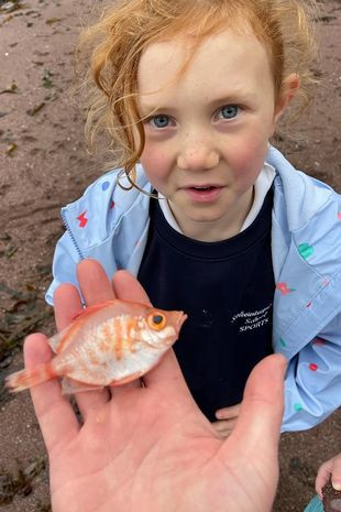 Đây là kết quả mới nhất trong một loạt các phát hiện sau khi ba con cá Boar fish được báo cáo ở Isles of Scilly, một con ở Newquay và một con ở Kimmeridge, Dorset trong khoảng thời gian vào tháng 3 và tháng 4 năm 2021. 