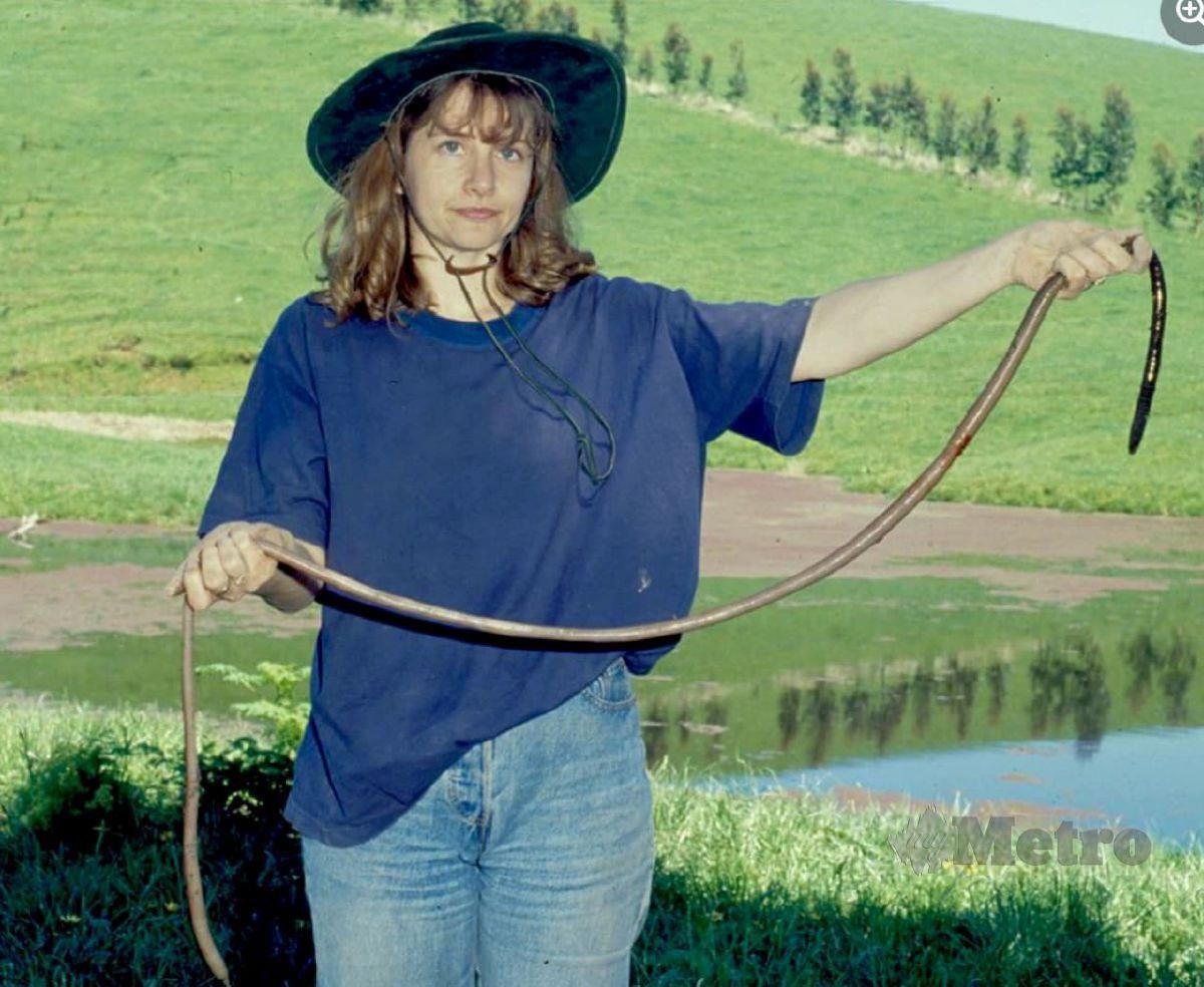 Trứng giun mất khoảng một năm để nở và một con giun con cần 5 năm để phát triển tới chiều dài tối đa. Theo các nhà nghiên cứu, một con giun đất Gippsland có thể sống đến 20 năm. Ảnh: Nhà sinh vật học Beverley D. Van Praagh ôm một con giun đất khổng lồ trưởng thành. Nguồn: @ Bảo tàng Victoria.