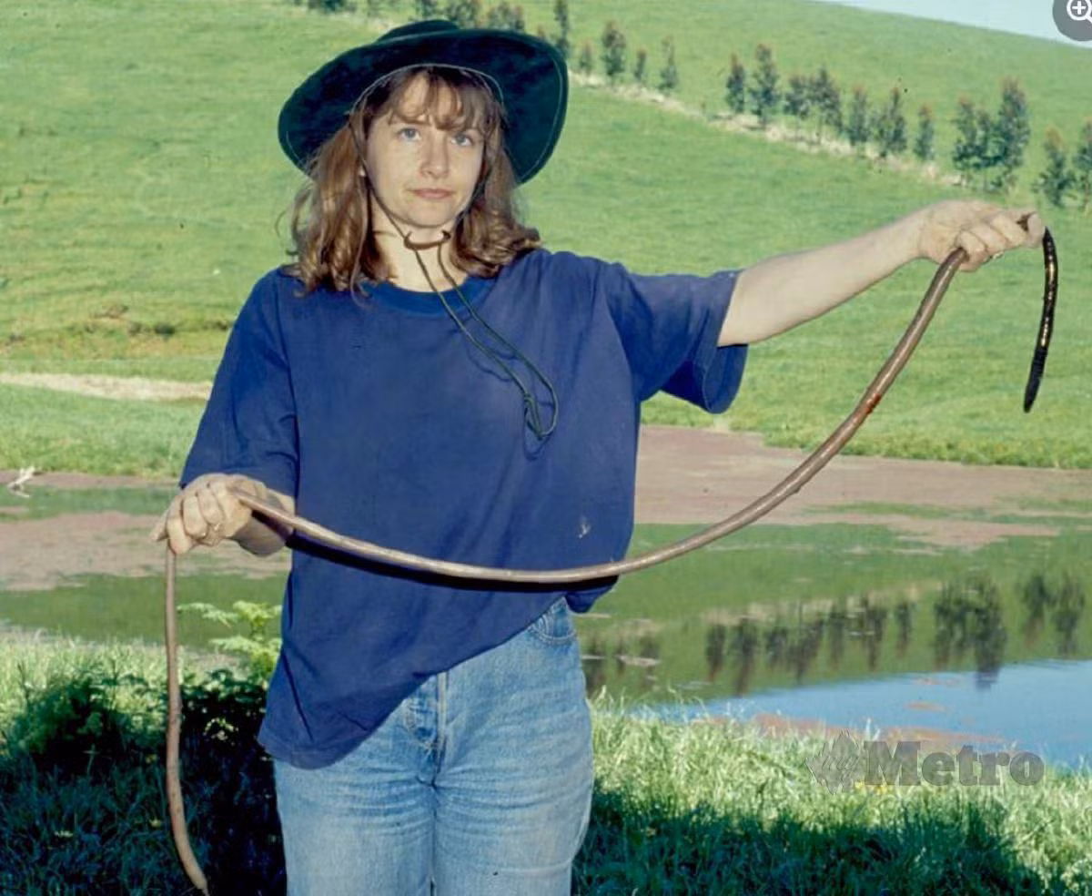 Trứng giun mất khoảng một năm để nở và một con giun con cần 5 năm để phát triển tới chiều dài tối đa. Theo các nhà nghiên cứu, một con giun đất Gippsland có thể sống đến 20 năm. Ảnh: Nhà sinh vật học Beverley D. Van Praagh ôm một con giun đất khổng lồ trưởng thành. Nguồn: @ Bảo tàng Victoria.