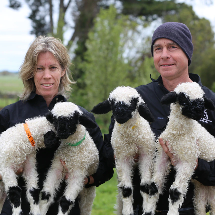 Trưởng Bộ phận An toàn sinh học Nông nghiệp Úc, Andrew Tongue cho biết, giống cừu mũi đen Valais này chưa từng xuất hiện trên đất Úc trước đây.