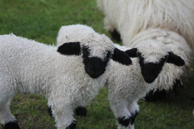 “Hiện giống cừu này đã lan sang châu Âu, Anh và Mỹ, và giờ đây, những con Valais đầu tiên đã có mặt tại Úc, những con non đầu tiên đã được ra đời. Thực tế, những người nông dân và những người yêu thú cưng đã quan tâm đến việc đưa giống cừu mũi đen Valais vào Úc trong nhiều năm qua”, Andrew Tongue nói thêm.