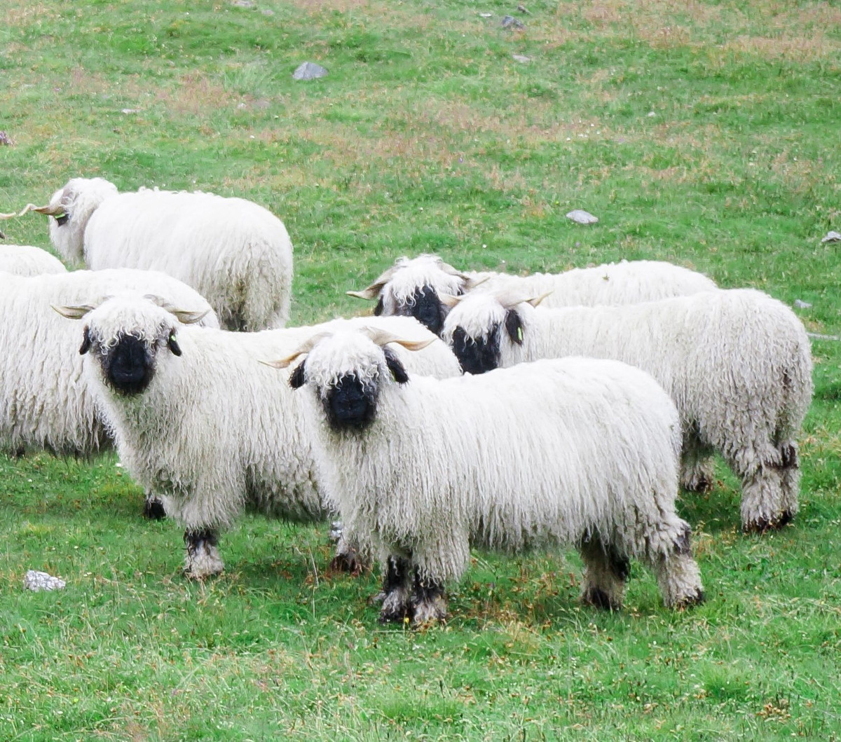 Với đôi mắt giống gấu trúc và "chiếc áo khoác" xù xì, chúng trông giống như bước ra từ một bộ phim hoạt hình Disney. Cừu mũi đen Valais được gọi là "cừu dễ thương nhất trên thế giới". Vì thế mà giờ đây, chúng là tấm vé hot nhất trong thế giới loài cừu.