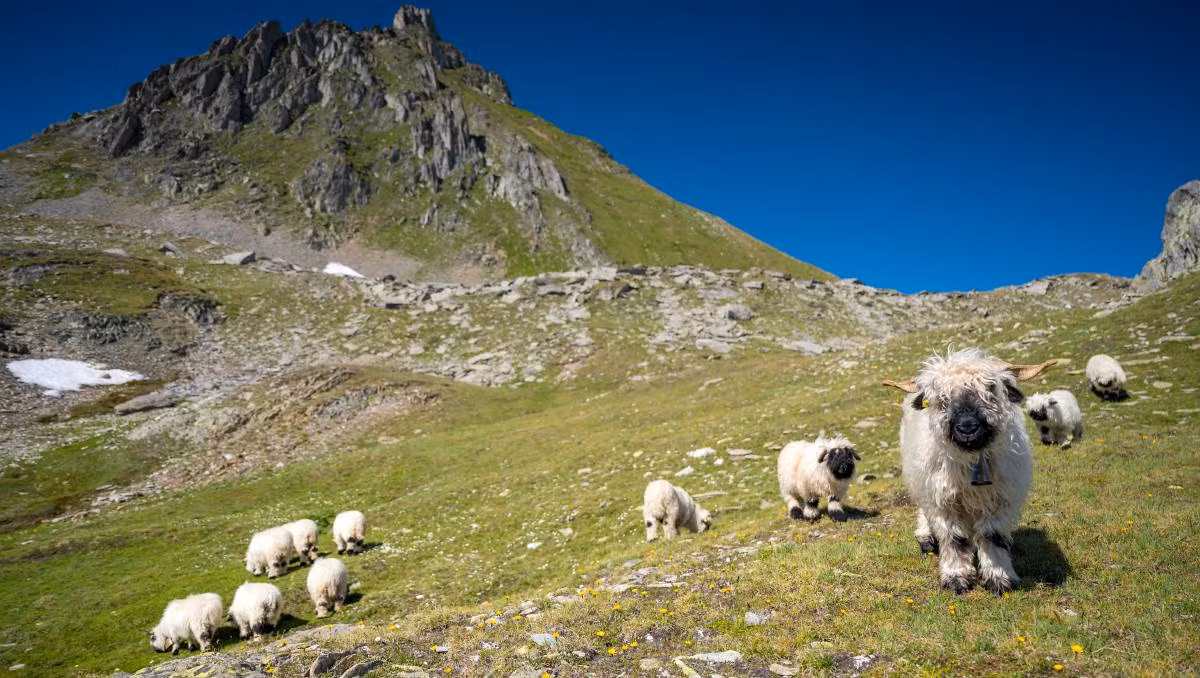 Sinh ra từ dãy núi Alps của Thụy Sĩ, những con cừu mũi đen Valais theo truyền thống được nuôi để lấy thịt và len, nhưng ngoại hình và tính khí hiền lành của chúng đã khiến chúng trở thành vật nuôi hiền lành bậc nhất.