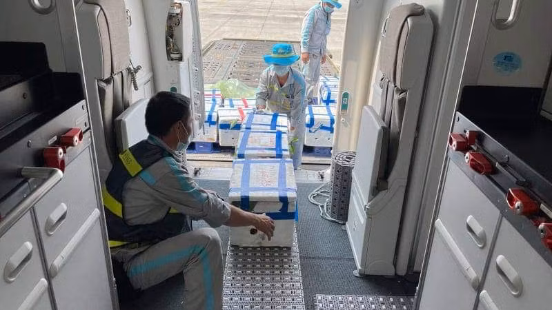 Được biết, chỉ riêng ngày hôm qua (8/6), đã có gần tấn vải thiều Bắc Giang được vận chuyển vào TP HCM bằng đường hàng không.