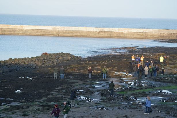 Douglas nói: “Tất cả nhân viên của chúng tôi đều chứng kiến được con con hải mã có “kích thước bằng một chiếc tủ lạnh” đang say ngủ trên bờ đá. Đó hoàn toàn là một điều tuyệt vời.