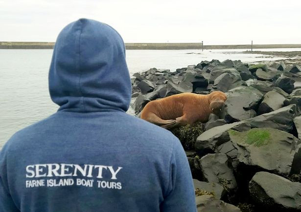 Anh ấy đã đăng tải bức ảnh trên trang Twitter của mình với chú thích: "Một con hải mã đang ngủ trên những tảng đá ở bến cảng Seahouses. Thật tuyệt vời".