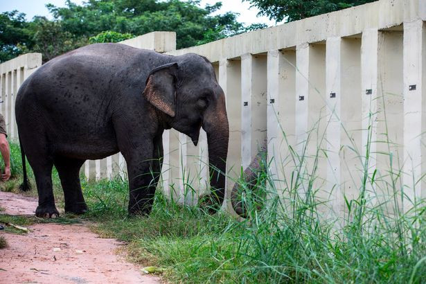 "Kaavan đang sống cuộc sống mà nó xứng đáng được nhận. Tôi mong được đến thăm nó đều đặn nhiều lần để tự mình chứng kiến sự lớn khôn khác biệt của nó so với năm cũ”, Tiến sĩ Amir chia sẻ thêm.