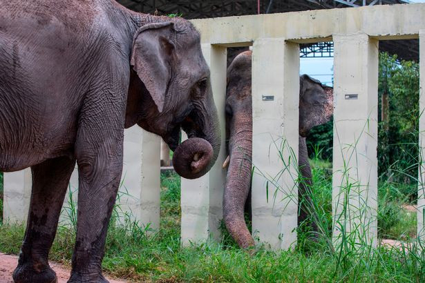 Kaavan trước đó đã trải qua 35 năm bị giam cầm, và kể từ khi người bạn đời của nó qua đời vào năm 2012 vì bệnh nhiễm trùng huyết, Kaavan tiếp tục sống một mình trong chế độ giam cầm suốt 8 năm. Điều này khiến nó trở thành con voi duy nhất ở Pakistan và truyền thông quốc tế đã phong cho nó danh hiệu là con voi cô độc nhất thế giới.