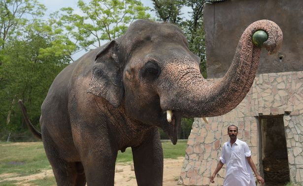 "Trong khi Kaavan vẫn chưa hòa nhập với những con voi khác, nhóm nghiên cứu tại CWS vẫn tiếp tục theo dõi sự phát triển của nó và sẽ xác định xem nó có hứng thú với việc muốn có bạn đời mới nữa hay không”.