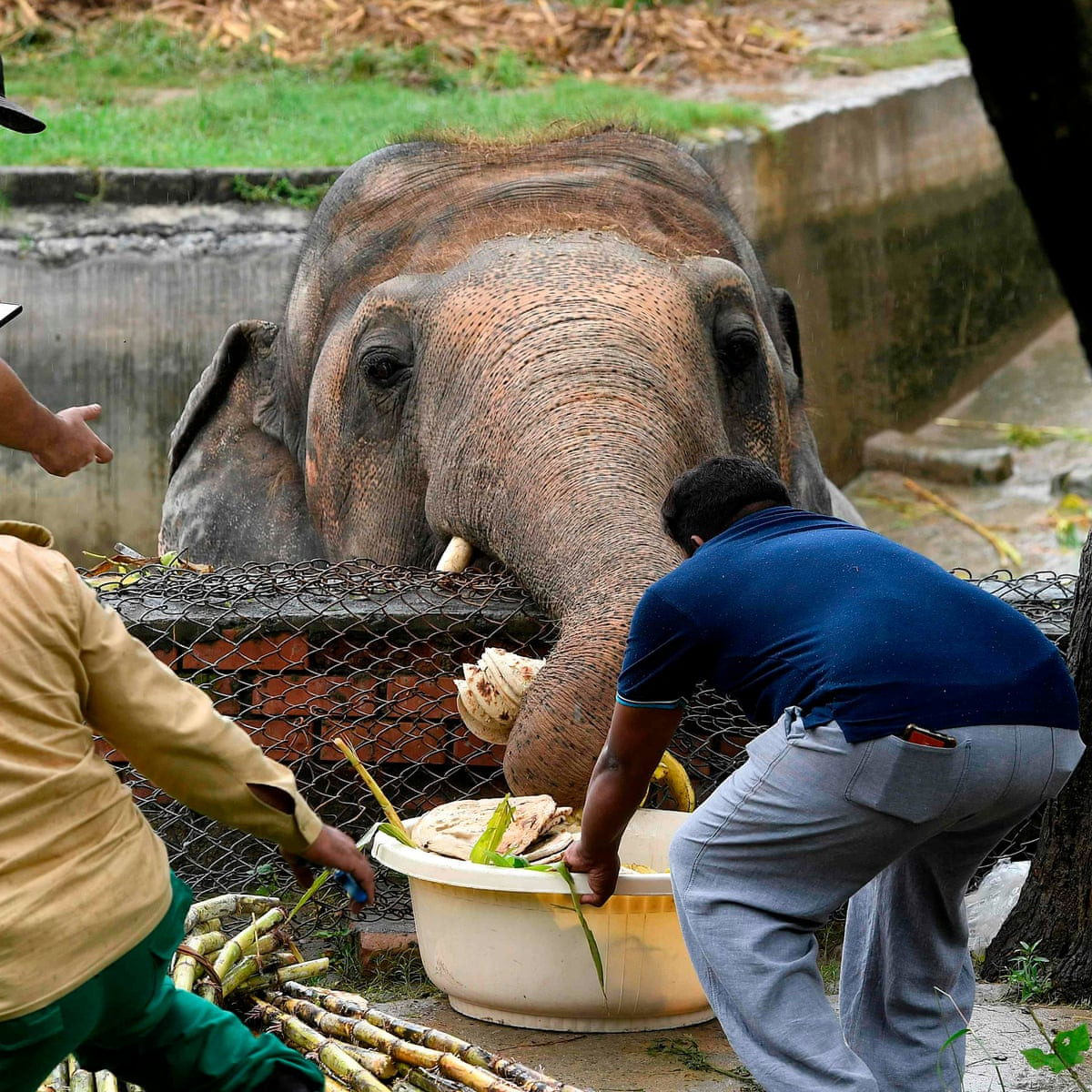 Nhìn lại quá khứ, “35 năm bị giam cầm”, cùng 8 năm giam cầm chỉ sống một mình khi bạn đời mất đã gây ra rất nhiều chấn thương, nhưng Kaavan giờ đang tiến bộ rất nhiều, đi lang thang quanh khu rừng rậm rộng rãi của mình và thích tắm trong ao của mình. 