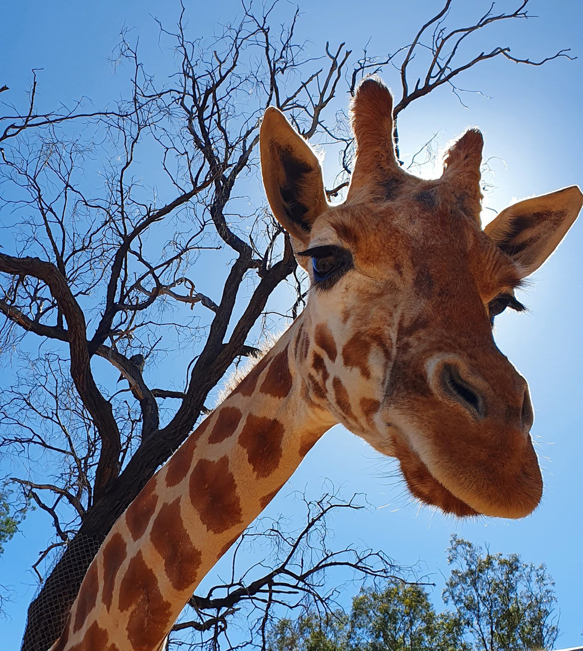 Con huou cao co gia nhat the gioi qua doi o tuoi 31-Hinh-6