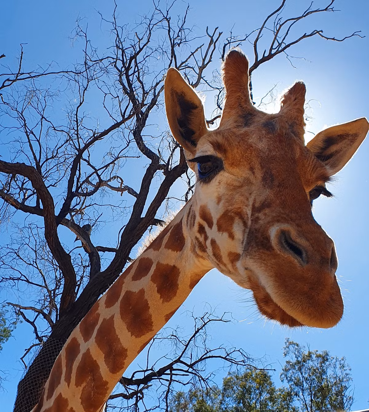 Con huou cao co gia nhat the gioi qua doi o tuoi 31-Hinh-6