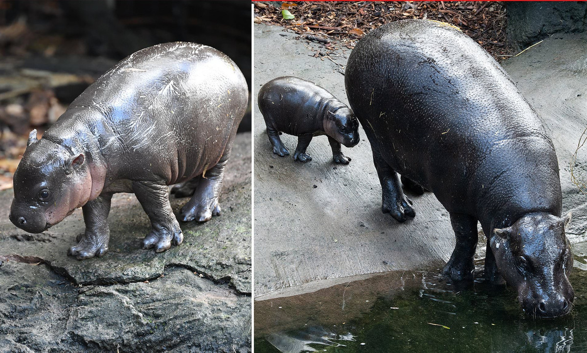 Simon Duffy nói: “Khi con hà mã con này thành thạo nghệ thuật bơi lội và trở nên tự tin hơn trong nước, chúng tôi sẽ bắt đầu tăng độ sâu của hồ bơi và bỏ thêm một số vật cản cho nó tập cách ứng phó, vận động tốt hơn với mọi điều kiện dưới nước.