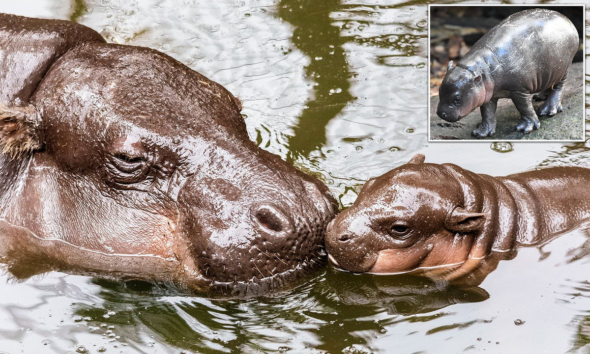 Con hà mã sơ sinh vẫn chưa được đặt tên và những người trông coi vườn thú đang kêu gọi công chúng giúp đỡ khoản này. Các thành viên của công chúng có thể gửi đề xuất của riêng họ thông qua trang web của vườn thú Taronga.