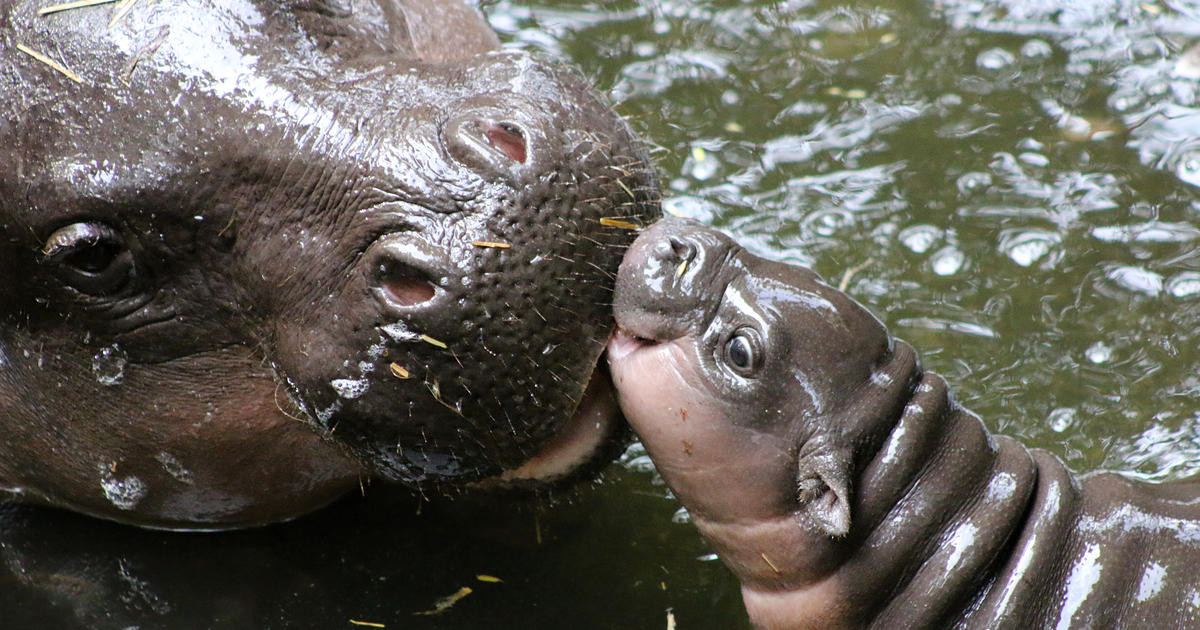Chú hà mã con này đã dành hai tuần qua học cách đi bộ và bơi lội dưới sự giám sát của hà mã mẹ tên là Kambiri.
