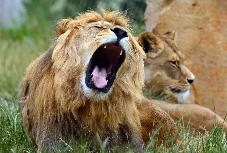 Họ mèo lớn được chia thành bốn loài lớn có thể gầm bao gồm sư tử, hổ, báo và báo đốm. Những con mèo lớn này có thể gầm lên nhờ vào cấu tạo của xương hyoid, đó là xương hình chữ U trong cổ họng nằm phía trên thanh quản.