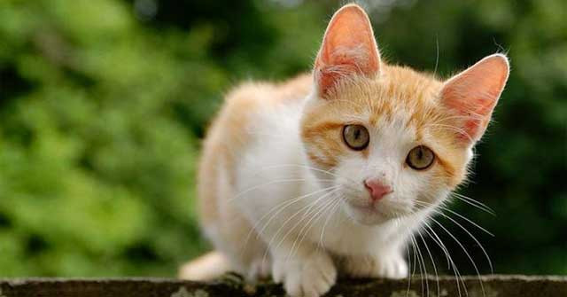 Ở những con mèo nhỏ trong nhà, hay các loài mèo nhỏ hoang dã khác chúng lại không thể gầm thét, vì cấu trúc xương hyoid trong cổ họng chúng hoàn toàn bị hóa rắn. Vì hóa rắn nên nó không linh hoạt và rất cứng, những con mèo này tạo ra tiếng kêu ít đáng sợ và thoải mái hơn.