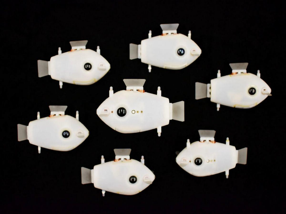 Cá robot có tên Bluebot, được trang bị 2 camera ở mắt và 3 đèn LED xanh trên thân.