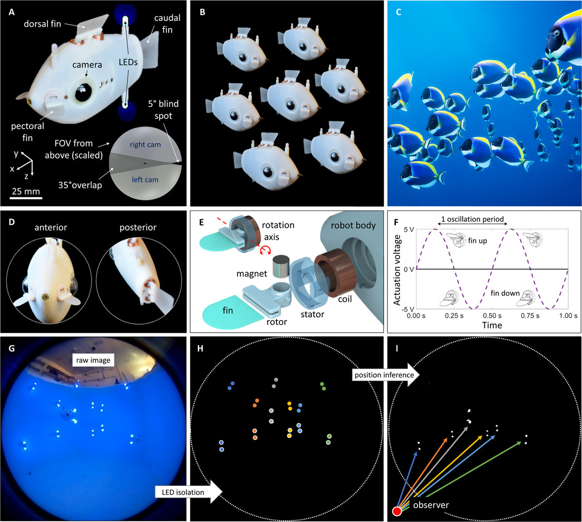 Bluebot được lấy cảm hứng thiết kế từ loài cá đuôi gai xanh sinh sống tại các rạn san hô ở Ấn Độ Dương và Thái Bình Dương. Nhờ đôi mắt camera phát hiện ánh sáng đèn LED và một thuật toán giúp xác định khoảng cách, phương hướng, khi thả xuống dưới bể nước, những cá robot này tự động bơi theo vòng tròn xung quanh một điểm và lặp lại những chuyển động mà không cần sự tác động của bên ngoài.