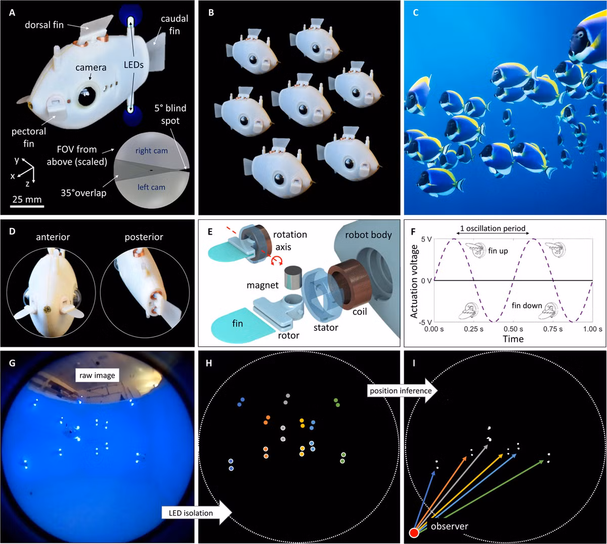 Bluebot được lấy cảm hứng thiết kế từ loài cá đuôi gai xanh sinh sống tại các rạn san hô ở Ấn Độ Dương và Thái Bình Dương. Nhờ đôi mắt camera phát hiện ánh sáng đèn LED và một thuật toán giúp xác định khoảng cách, phương hướng, khi thả xuống dưới bể nước, những cá robot này tự động bơi theo vòng tròn xung quanh một điểm và lặp lại những chuyển động mà không cần sự tác động của bên ngoài.