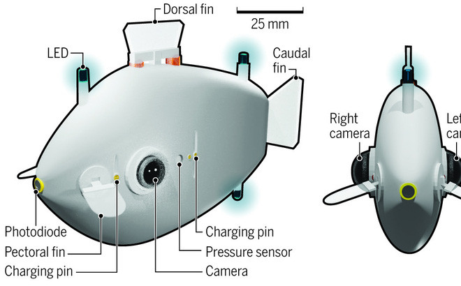 Trong một cuộc thử nghiệm, ông Berlinger mô tả những con cá robot được thả khắp bể nước để tìm kiếm nguồn sáng. Khi một con phát hiện ra ánh sáng, đèn LED gắn trên thân nó sẽ nhấp nháy, phát tín hiệu đến các con cá khác trong đàn để cùng tụ tập quanh ánh sáng đó.